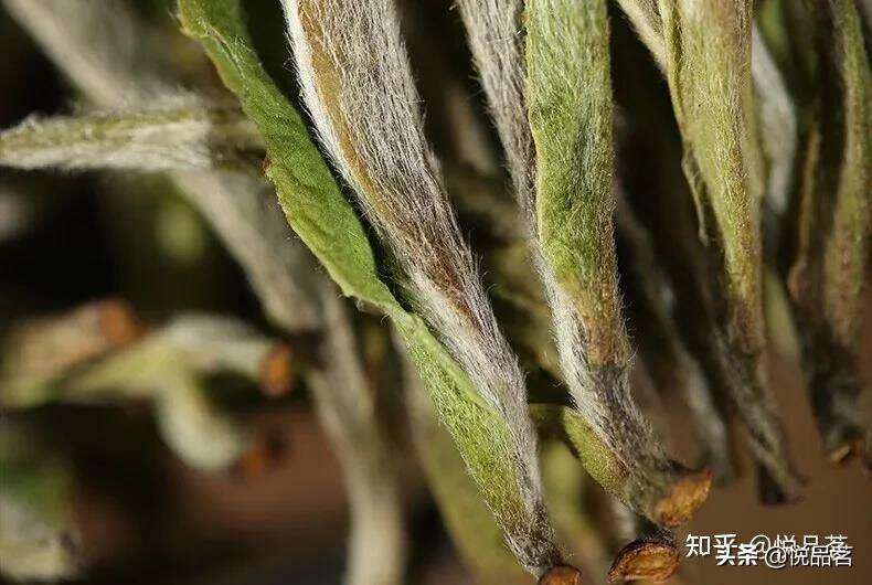 福鼎白茶就只能冲泡七次吗？哪类白茶耐泡度好呢？