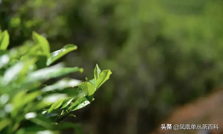 全面了解凤凰单丛茶，看这篇就够了