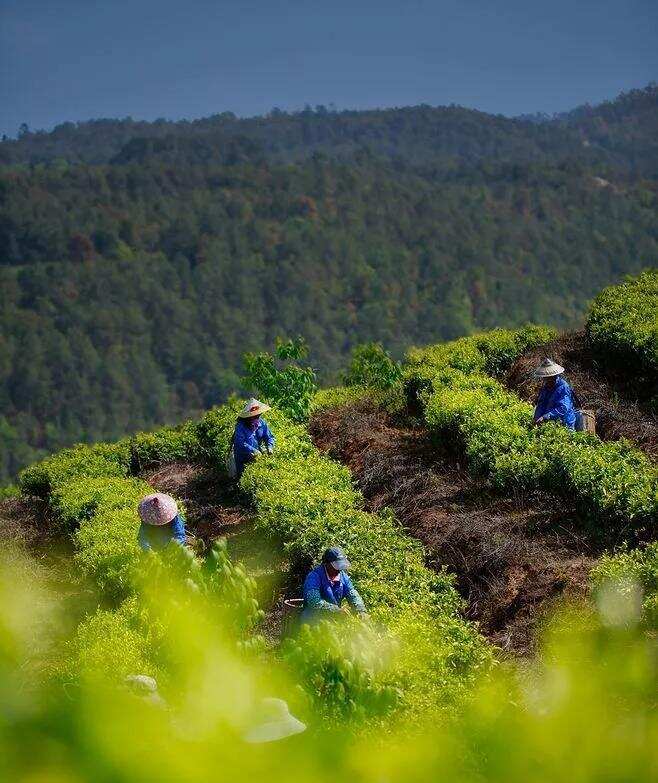 秋天应该喝什么茶？秋寿眉当道