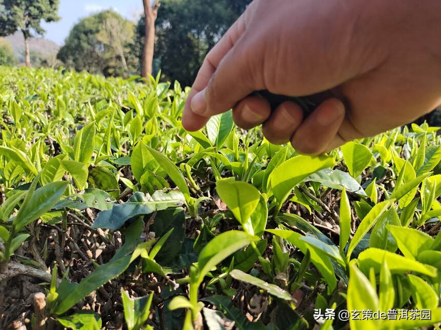 小编教您一招，确保买到的是明前绿茶