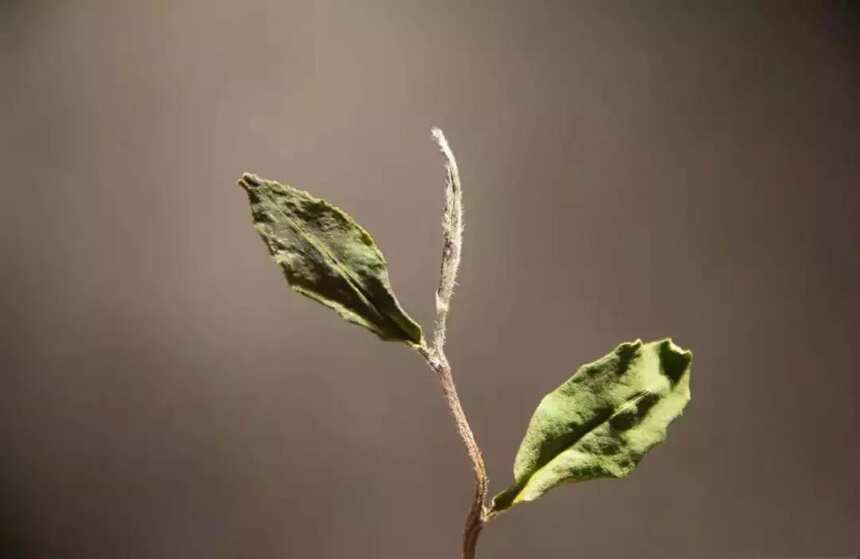 拼配白茶不是好白茶？那纯料白茶就一定好吗？