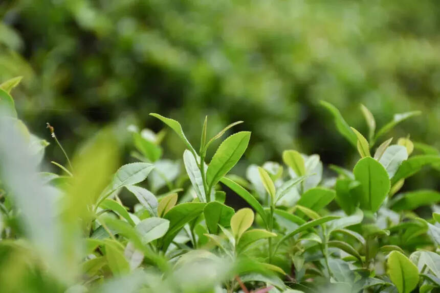 「漫话茶山」悠悠岁月，漫漫茶香——倚邦茶山