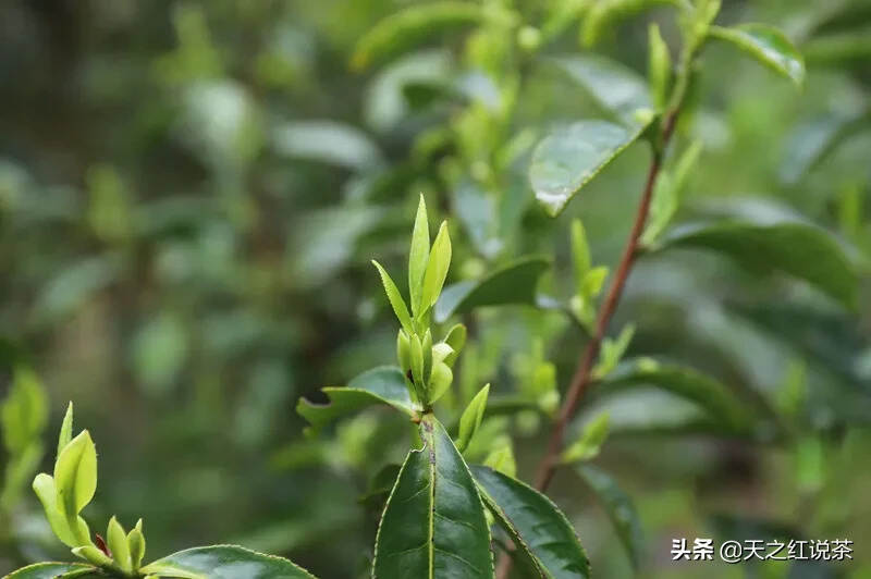 不饮春茶，怎知春光至？