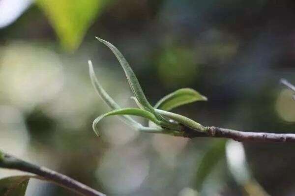 单株普洱茶，可遇不可求