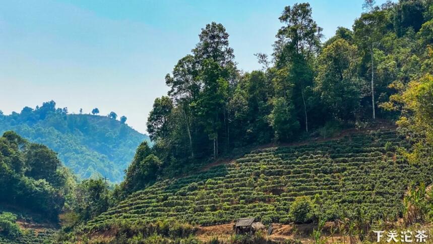 【茶山鉴茶】巴达山：勐遮南列