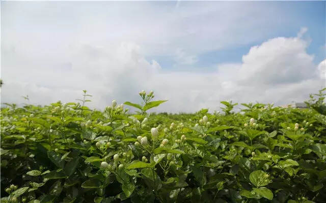 只闻花香不见花，这茉莉花茶怕是暗藏玄机？