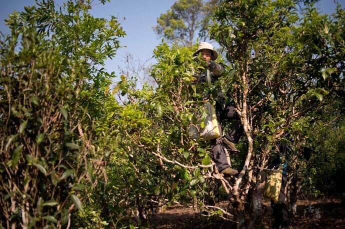 茶山介绍：普洱茶布朗山新班章茶区