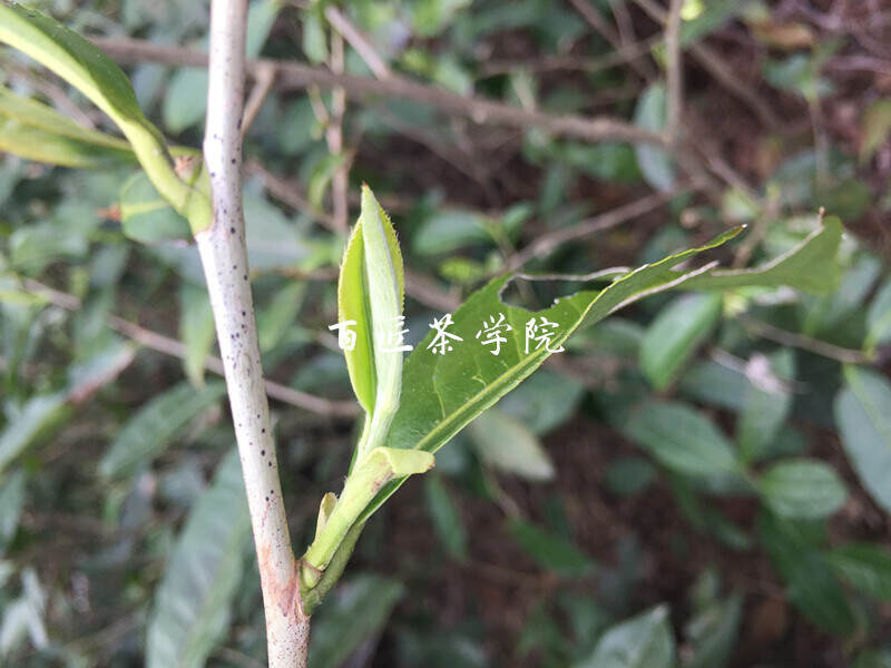 买茶需谨慎，福鼎白茶辟谣篇