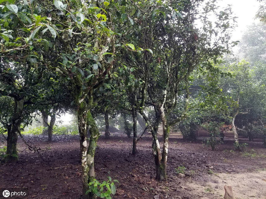 普洱茶知识：云南勐海普洱茶树