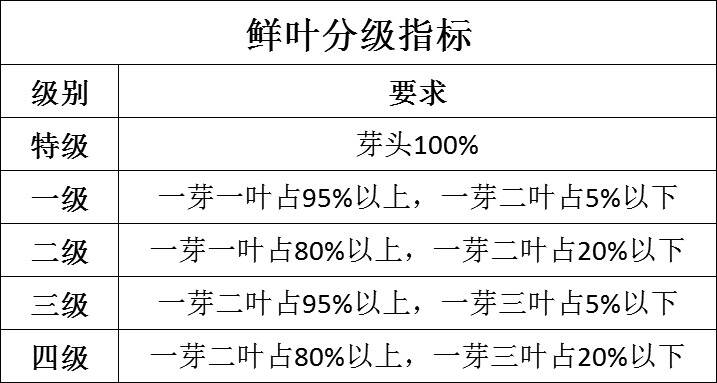 你喝过云南的“月光美人”吗？她到底是什么茶？