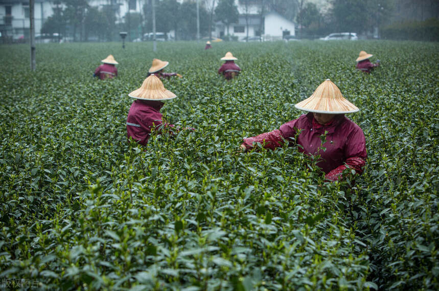 茶的这些“雷”你踩了吗？茶圈谣言速递，避雷大指南（一）