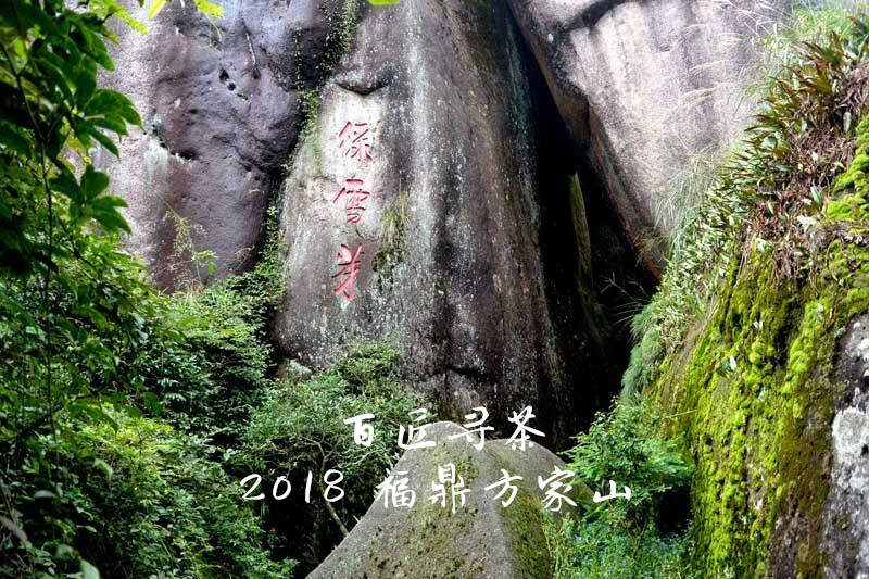 走进白茶故里方家山，探寻太姥山畲寨村里的白茶传奇