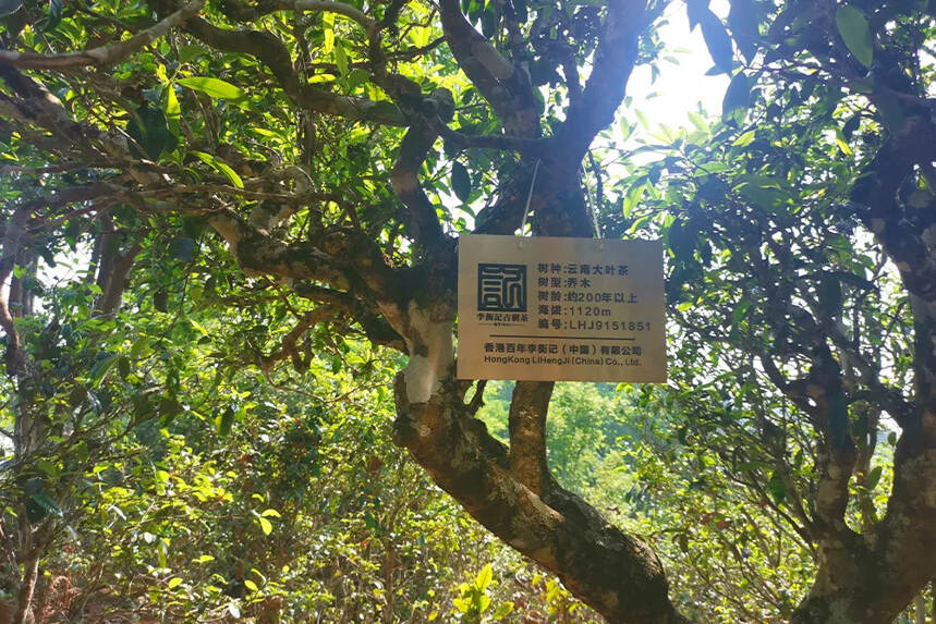 古树茶为什么更好喝？区别就在这里