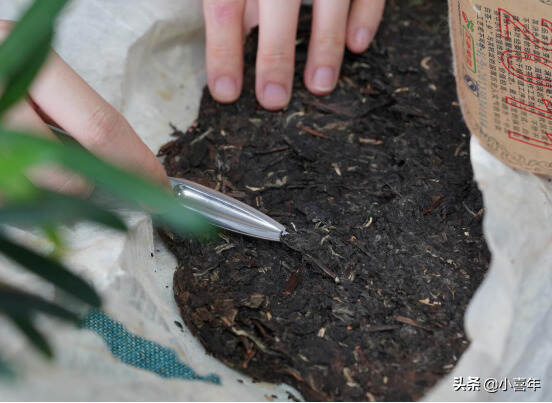 同一泡茶还能泡出不同口感？这是真的吗？