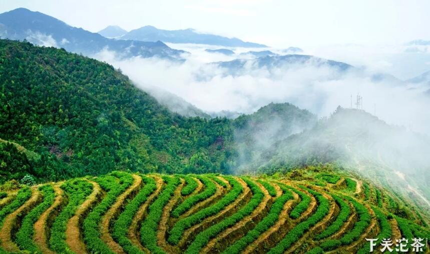 「漫话茶山」悠悠岁月，漫漫茶香——临沧茶区