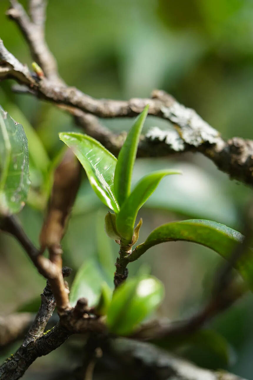 古树茶让人着迷的山野韵，从何而来？