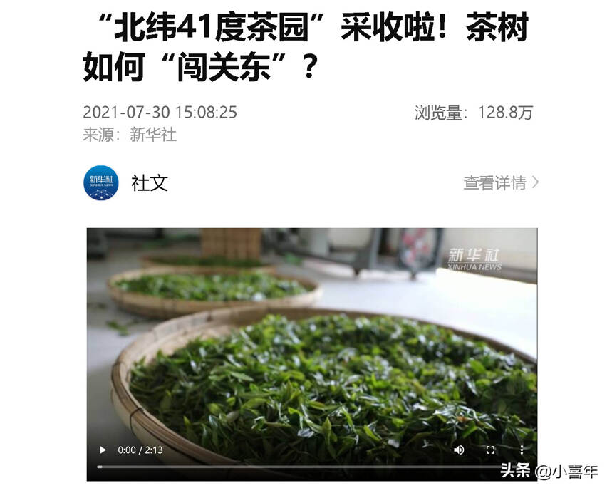 茶树如何“闯关东”？带你了解我国最北的茶园