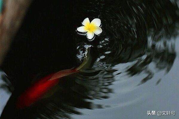 我想有个小院子，花开花落一辈子