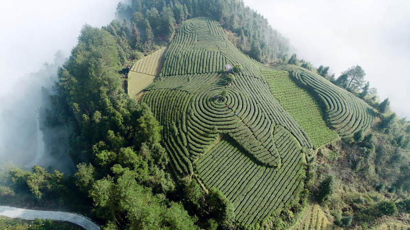 陆羽茶交所资讯丨为什么要提出“百县百茶”？