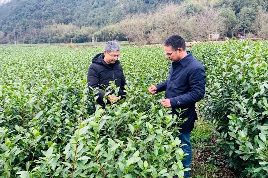 陆羽茶交所资讯丨做好五项准备，静候春茶开采……