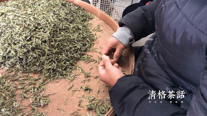 福鼎白茶的魅力何在？