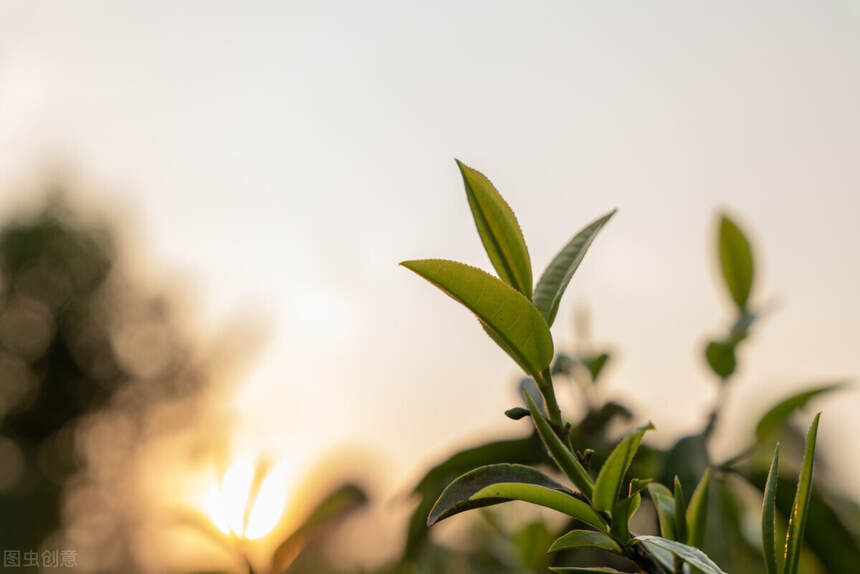 为何生普老茶比较甜？为何出现“尾水甜”？或许它能告诉你答案