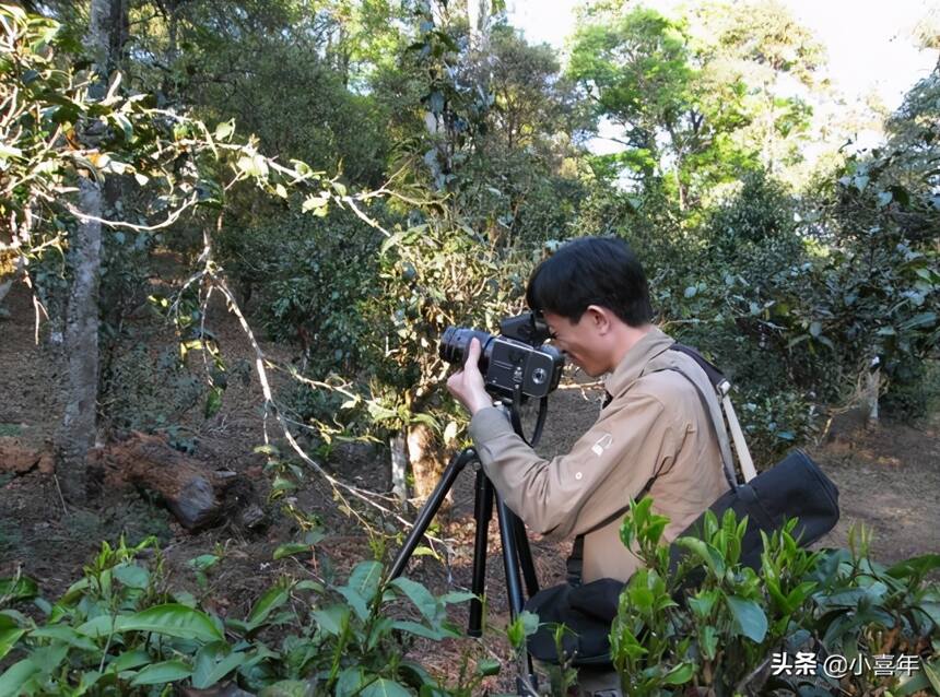 一种植物样子像极“螃蟹脚”却不是茶，但架不住中国人什么都爱喝