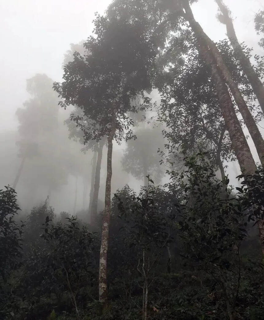 天门山，深山中的瑰宝高杆古树