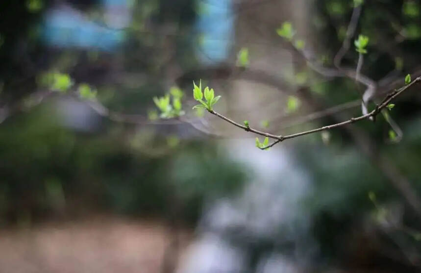 闭门抗疫，饮茶清心，宅家喝茶指南请收好