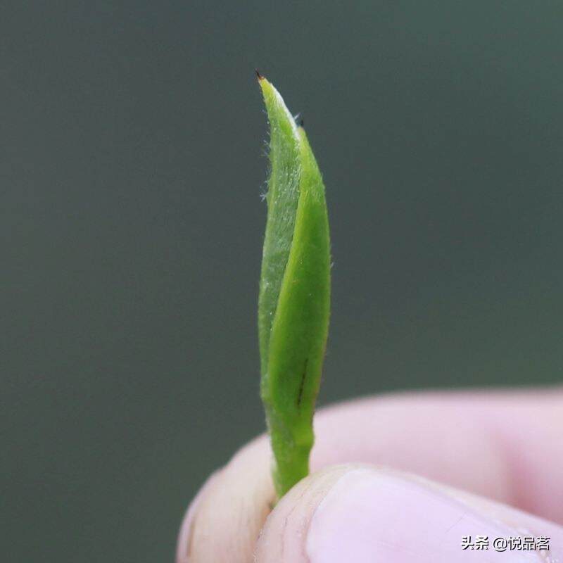 所谓茶是茶，茶非茶，茶乃茶，是每一个爱茶人都会有的心路