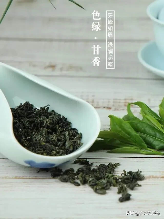 迎客松下，茶香旖旎满山飘