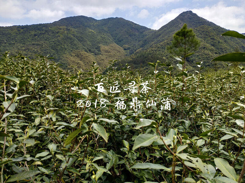 福鼎深山里的长寿村：仙蒲古村，不食人间烟火的古法白茶