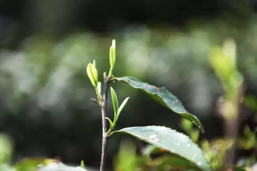 一文详解丨福鼎白茶中荒野银针、头采银针、抛荒银针的不同之处