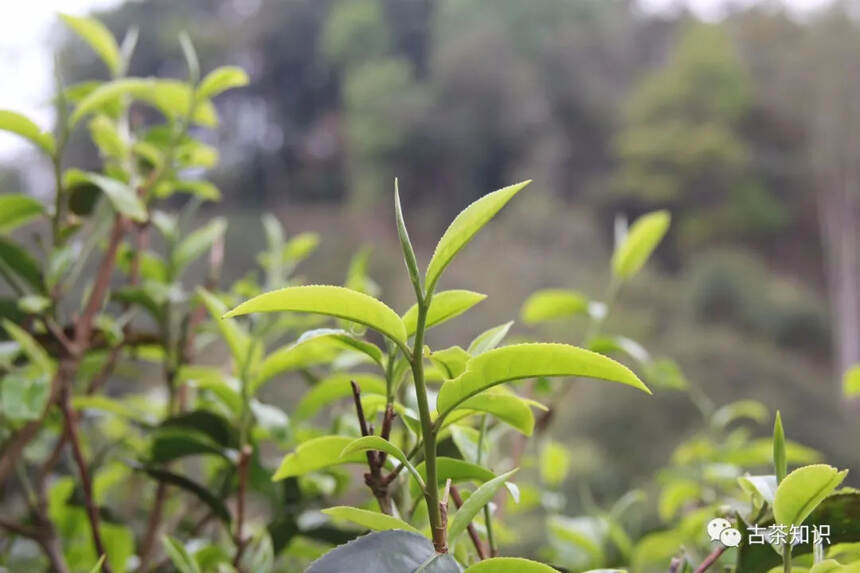 落水洞，生态古茶第一村