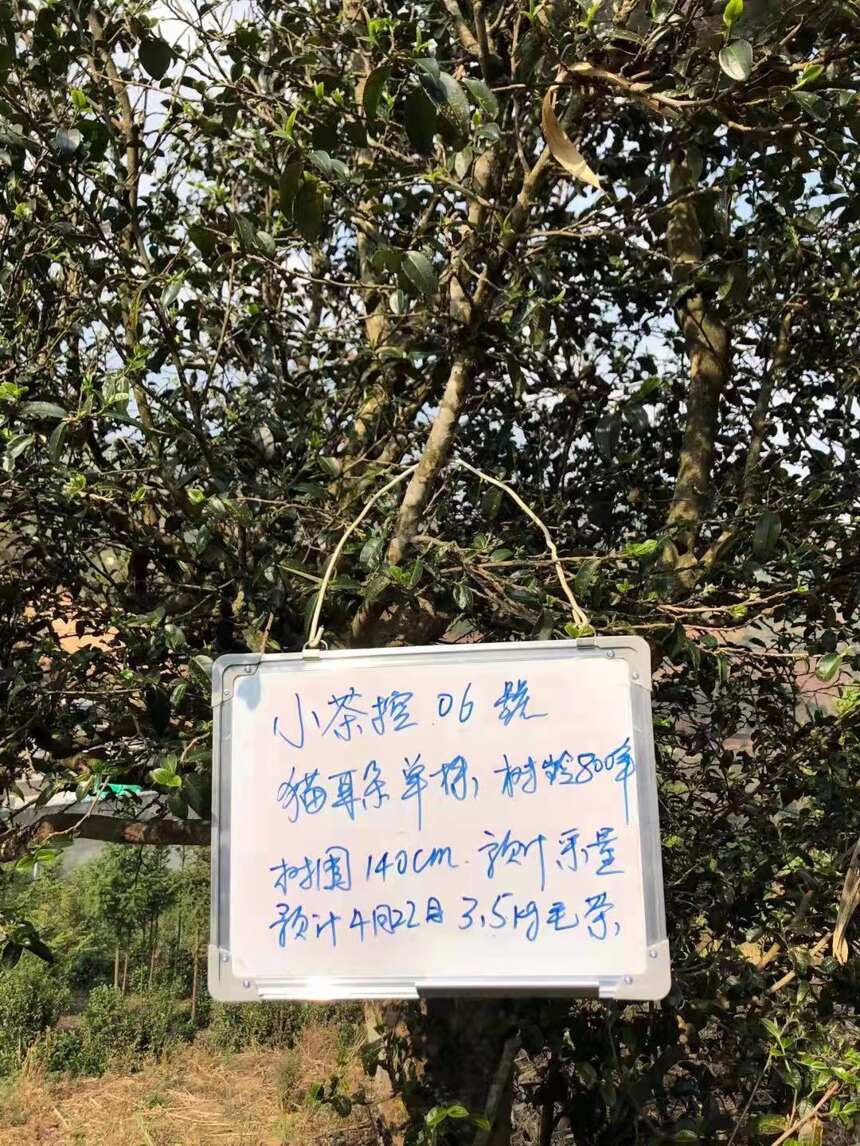 古树春茶才刚开始采摘之际 简单聊聊临沧茶.“茶之九难”和古茶树