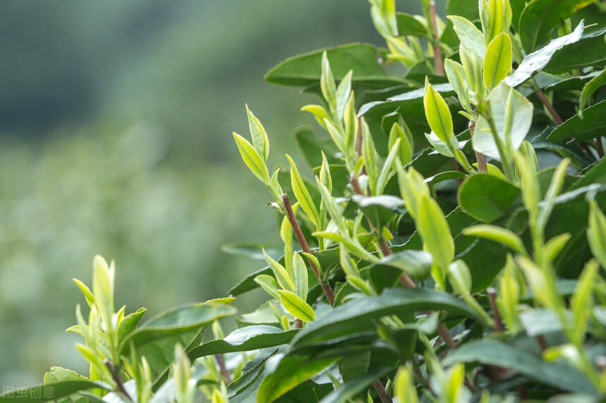 让权威告诉你：“西湖龙井”与“龙井”的区别和简单辨别方法