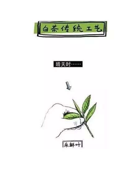 陆羽茶交所｜「中国茶密码」白茶，有茶香，亦有药香