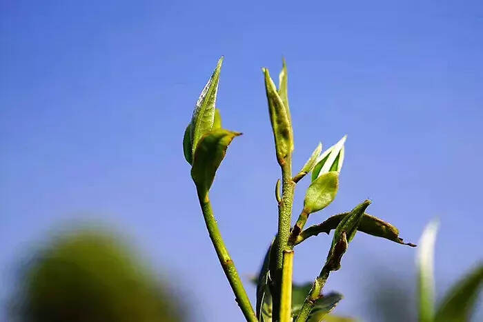 古树茶为什么会受到市场追捧？