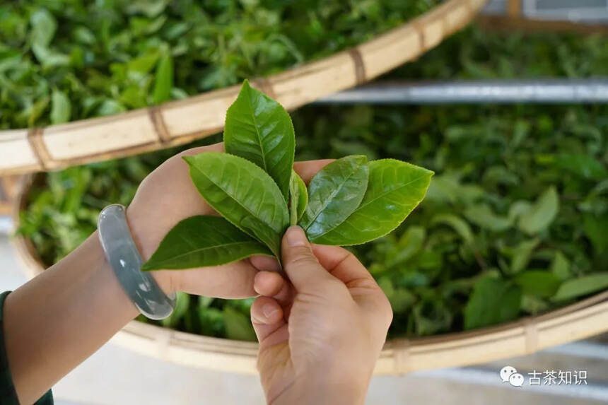 落水洞，生态古茶第一村