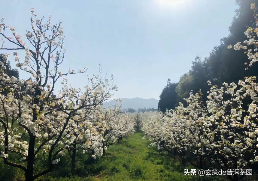 春分时节，这样喝茶最养人