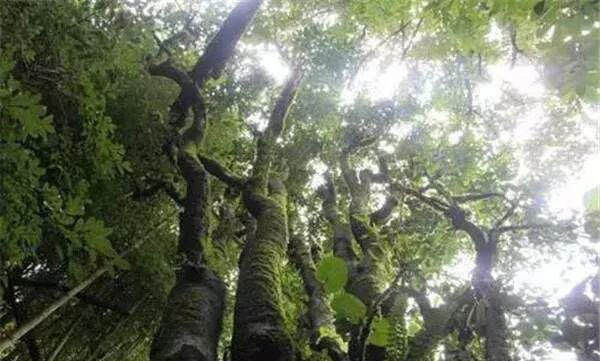 古树茶小贴士，如何鉴别古树茶