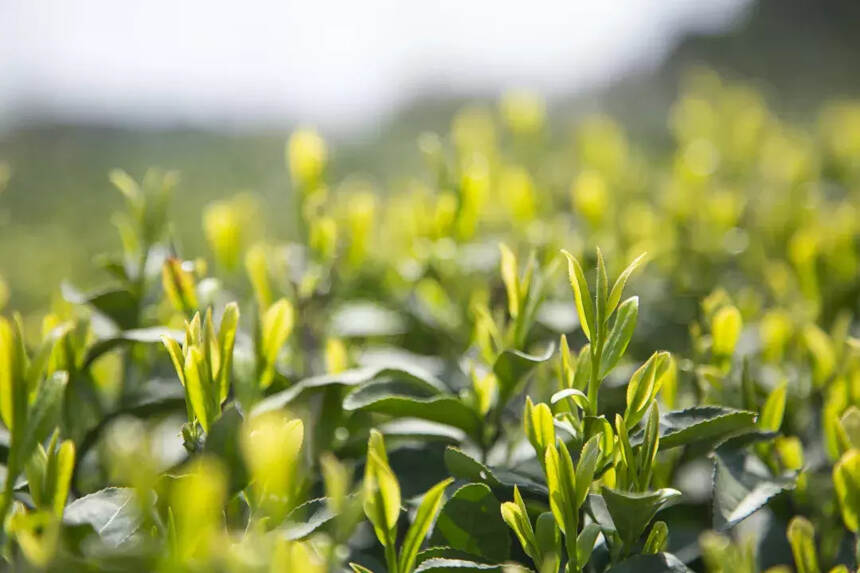 西湖龙井茶未解之谜十：明前茶和雨前茶的具体区别！标准答案！