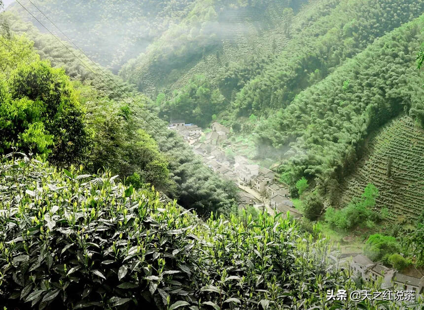 太平猴魁——俘获你的味蕾！