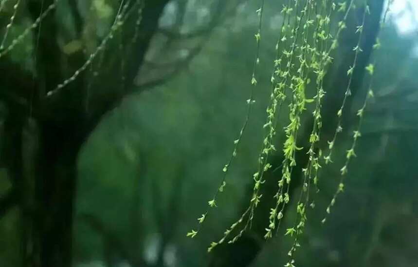 一文详解丨福鼎白茶中荒野银针、头采银针、抛荒银针的不同之处