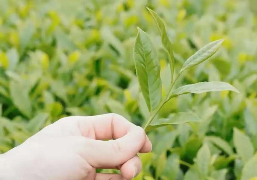 白茶、绿茶、岩茶、红茶，都是越嫩才越好？