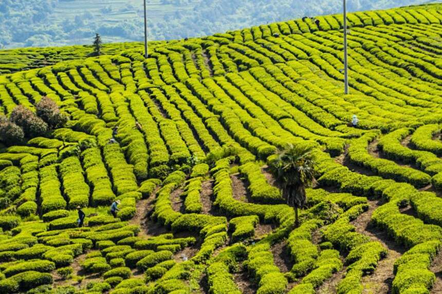 【漫话茶山】悠悠岁月，漫漫茶香——易武茶山（下）