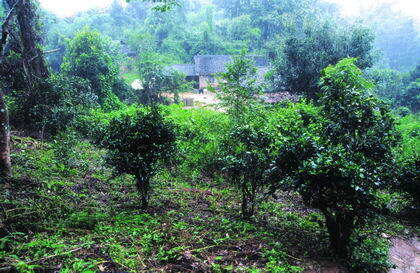 茶山介绍：革登古茶山详细介绍