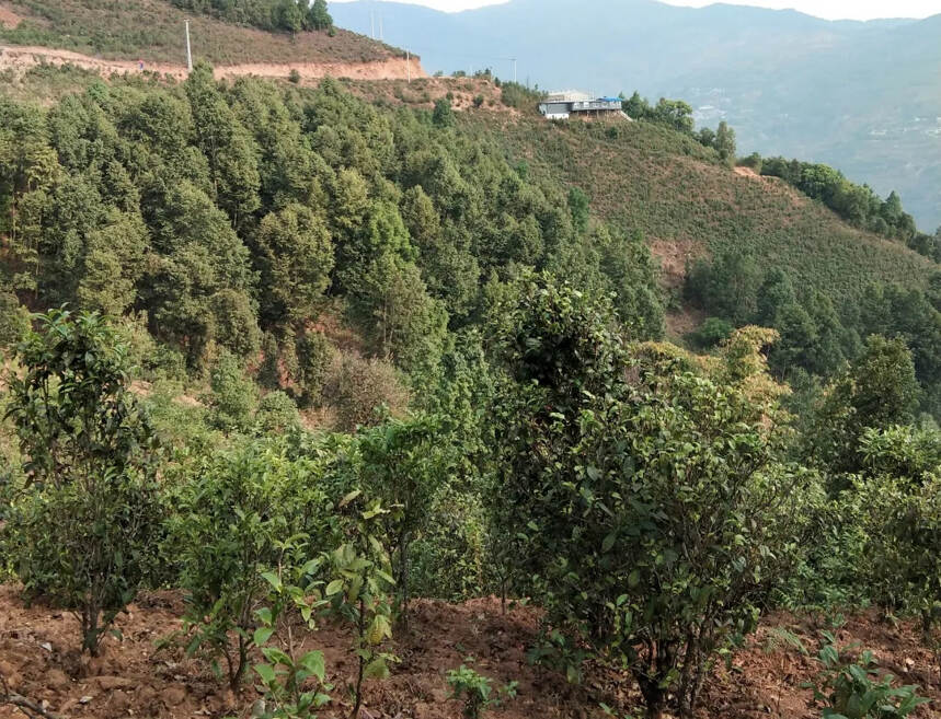 卖茶30年老司机含泪哭诉：懂茶的人永远卖不过不懂茶的隔壁老王