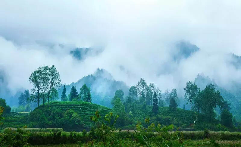 红茶皇后，你认识吗？