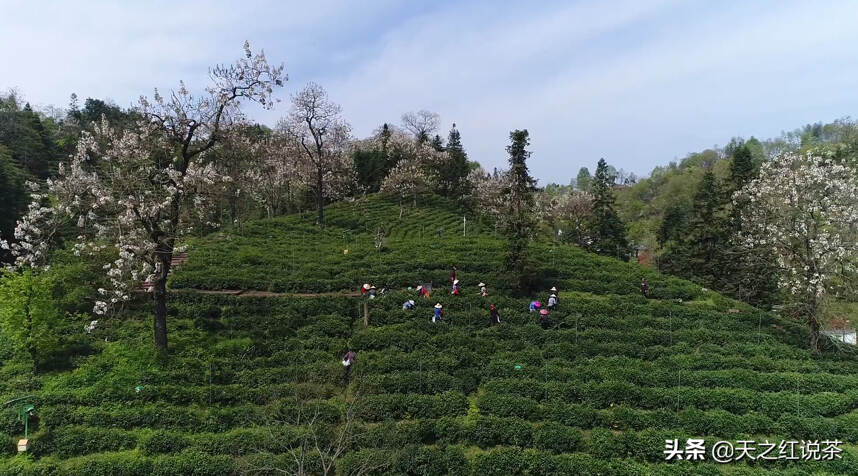 春天就是要去茶山！